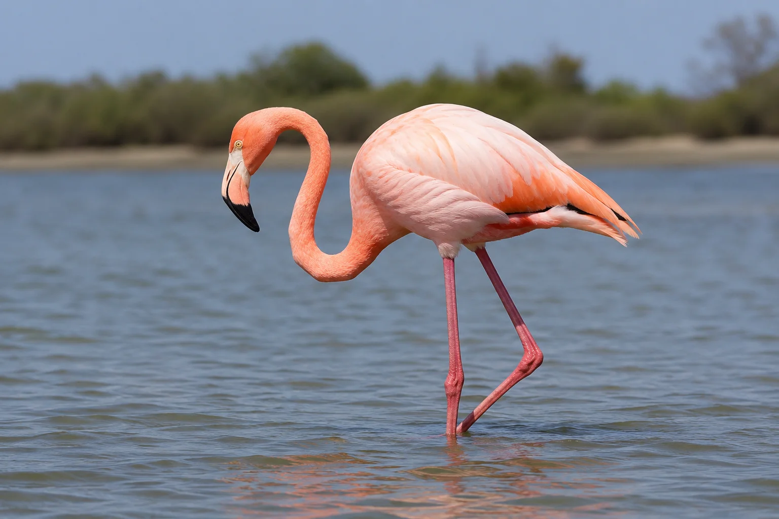 American Flamingo wading in peaceful coastal waters